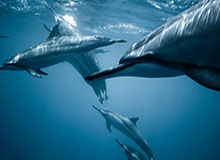 特朗普：没有必要对伊朗采取地面军事行动